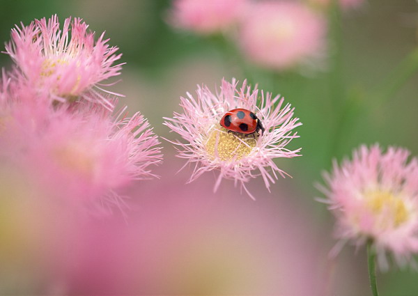 花草世界图片-自然风景图 甲虫 蒲公英 满天飞