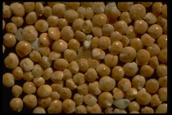 五彩石图片-装饰图 玉米状 石粒 颗粒 焦黄 爆米
