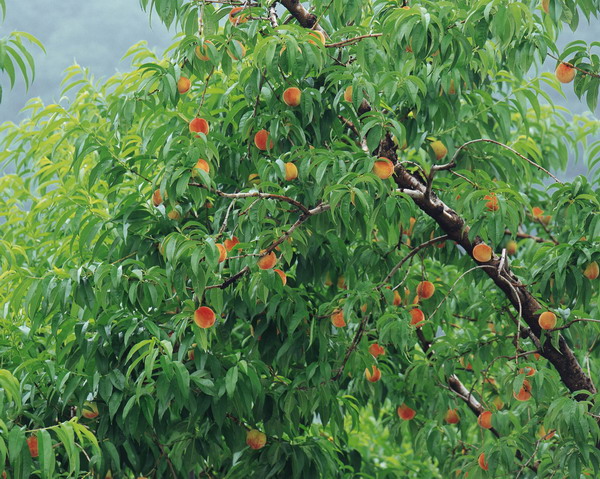 水果天地图片-农业图 桃树 桃叶 桃子,农业,水果