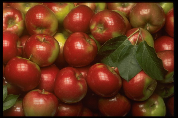 水果天地图片-农业图 红果子 苹果 绿叶,农业,水