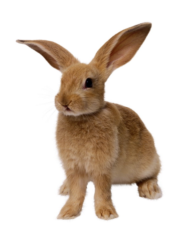 兔鼠图片-动物图 黄兔 正面 大耳 草原 品种,动物