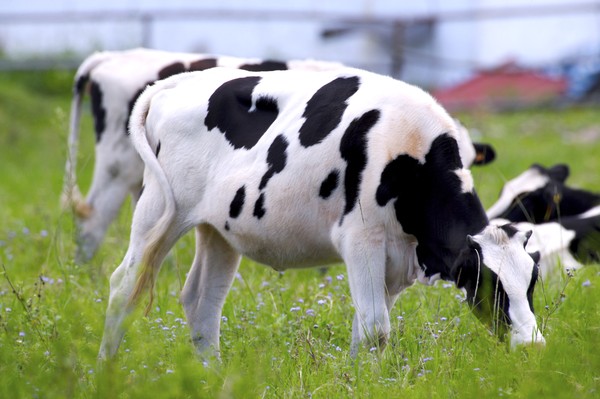 乳牛牧场图片-农业图 牧场 斑点 畜牧业,农业,乳