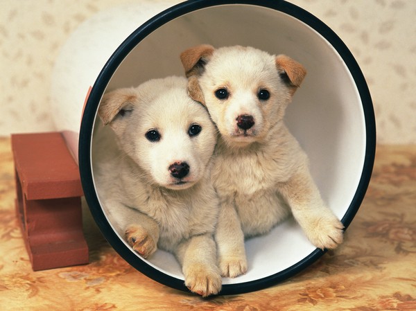 可爱狗狗图片-动物图 成双 动物 狗类,动物,可爱