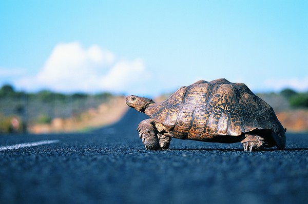 爬行动物与昆虫图片-动物图 公路 乌龟 趴行 ,动