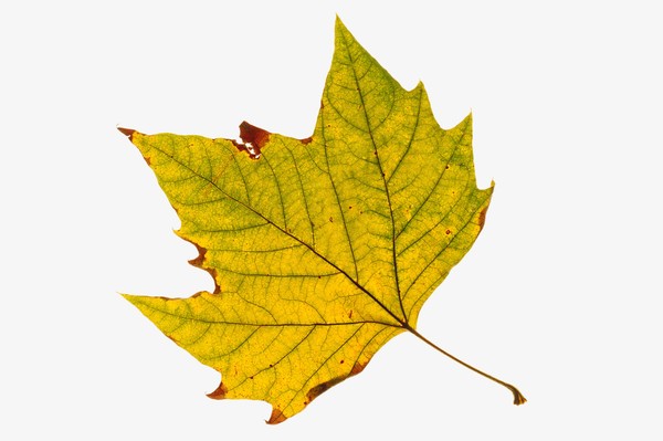 树叶图片-植物图 季节 生命 短暂 消失 花肥 叶子