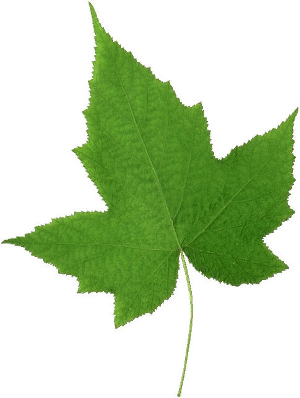 树叶图片-植物图 形状 特别 造型,植物,树叶