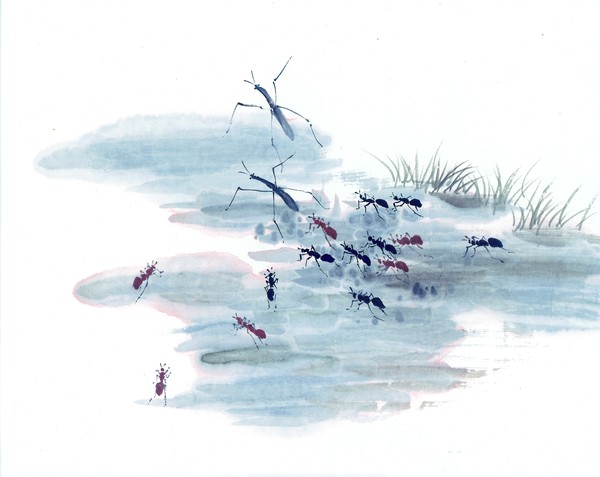百态昆虫图片-中国国画图 蚂蚁 动态 观察 队伍