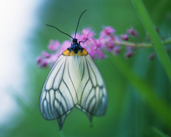 最漂亮的蝴蝶_世界上最漂亮的六种蝴蝶