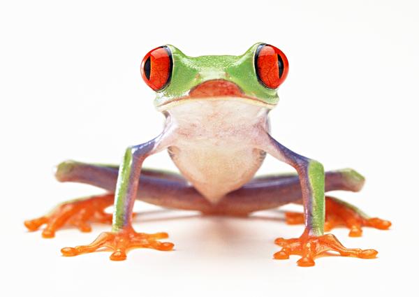 青蛙为什么跳得比树高成语_跳得远又简单青蛙折纸(2)