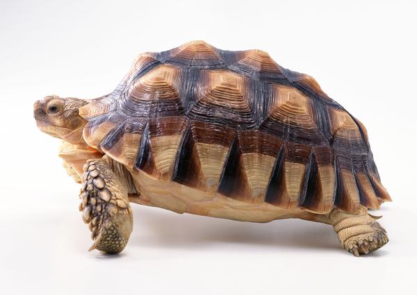 蛇龟图片-动物图 龟壳 斑纹 图案,动物,蛇龟
