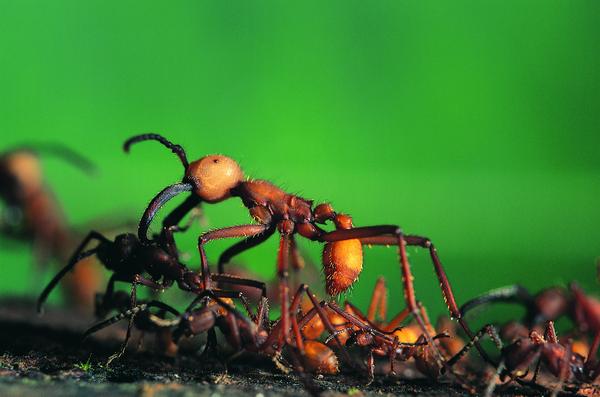 百类昆虫图片-动物图 蚂蚁 动物 寻食,动物,百类