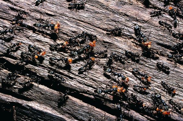 百类昆虫图片-动物图 蚂蚁 蚁群 树杆,动物,百类