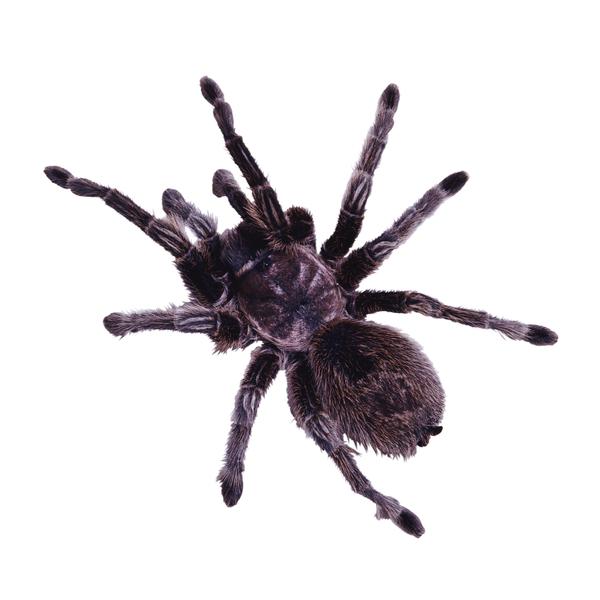 百类昆虫图片-动物图昆虫世界黑蜘蛛毛腿,动物