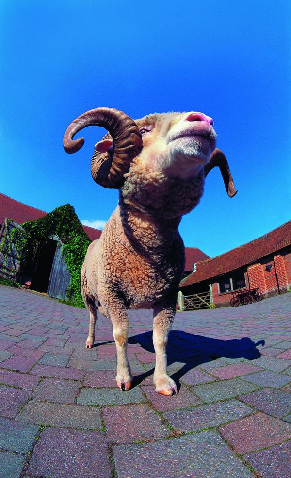 牛羊骆驼图片-动物图 绵羊羊角 砖地,动物,牛羊