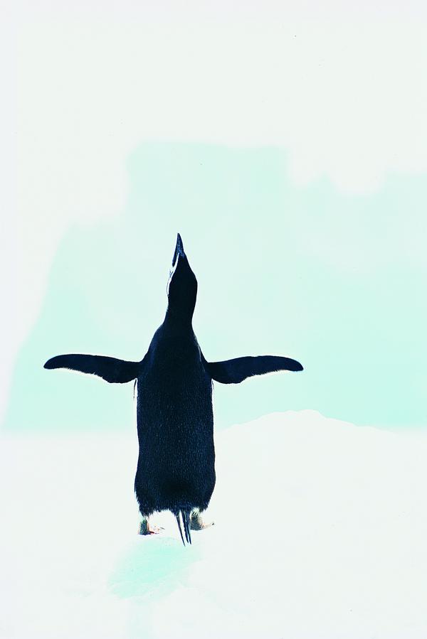 企鹅世界图、动物图片,animal,bird penguin wo