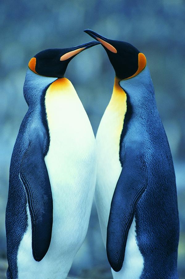 企鹅世界图片-动物图 企鹅 动物 情侣,动物,企鹅世界
