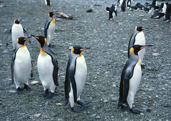企鹅世界图片-动物图 企鹅 品种 南极,动物,企鹅世界