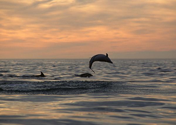 鲸鱼鲨鱼海豚图片-动物图 跳跃 半空 黑影,动物