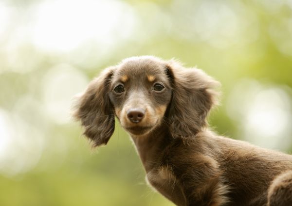 宝贝狗狗图片-动物图 耳朵 下垂 茸毛,动物,宝贝