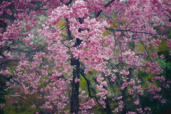 树之百态图片-植物图 粉色的花,植物,树之百态