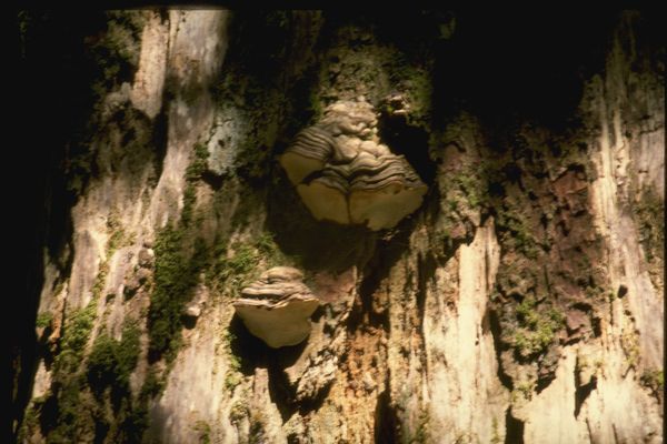 野生蘑菇图片-植物图 石灰 溶洞 光照,植物,野生