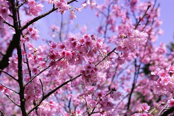 樱花之美图片-风景系列图 花香 飘散 悠扬,风景