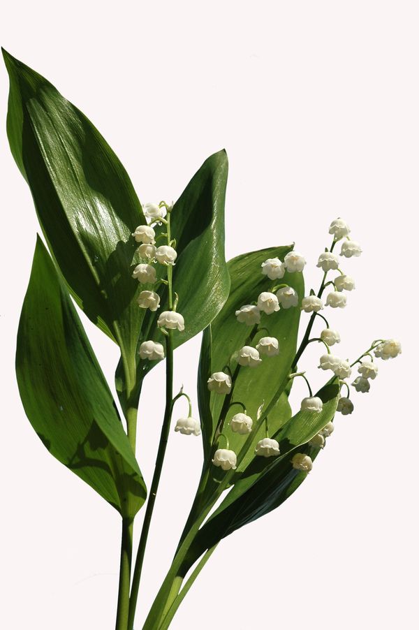 香水元素图片-静物系列图 细籽 枝叶 拥护,静物