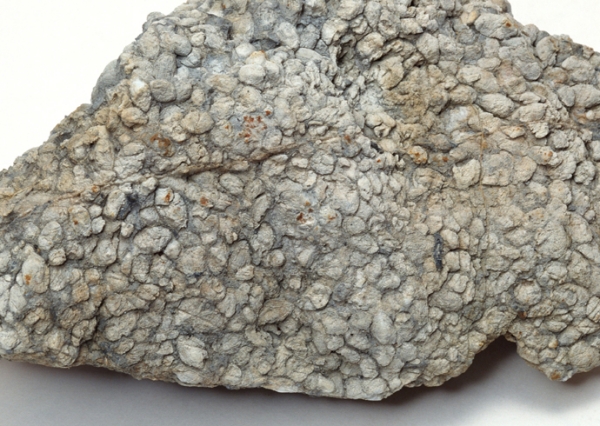 化石图、石头贝壳图片,Stone and Conch,Petri