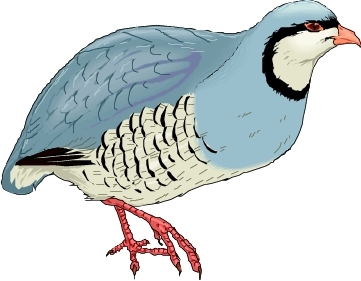 鸟类动物图片-动物图 红色爪子,动物,鸟类动物