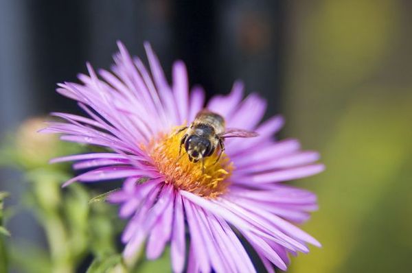 蜂花之恋图片-动物图 紫葵,动物,蜂花之恋