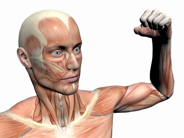 肌肉人体模型图片-美容健身图 人体 解剖 模型