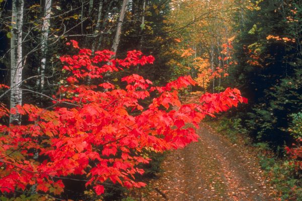 秋天景色图片-自然风景图 油画般色调 山间小道