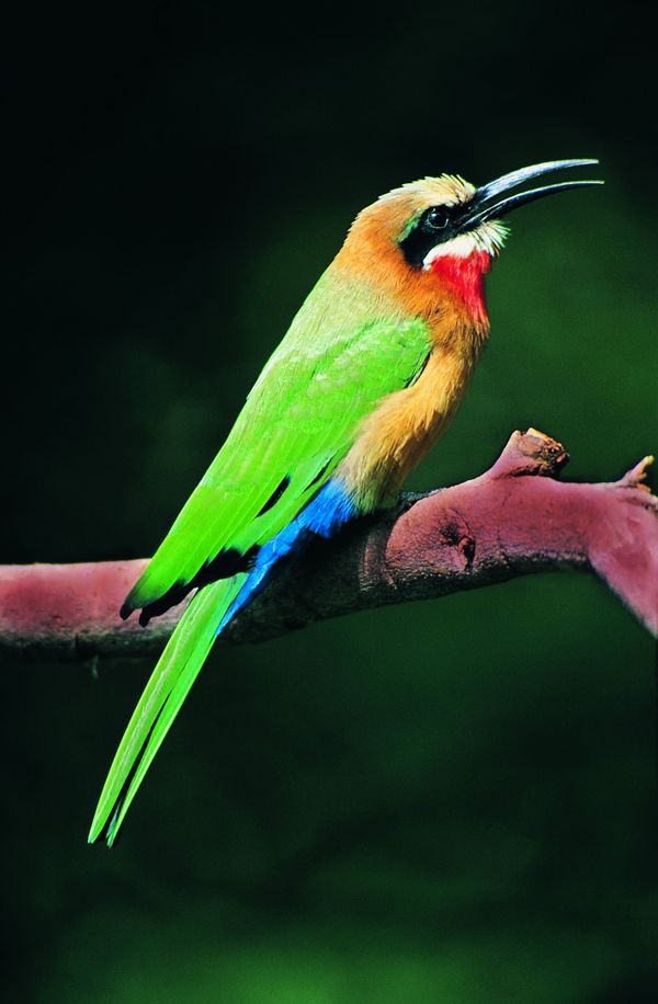 鸟类百科图片-动物图 生物 种类 外形,饮食水果