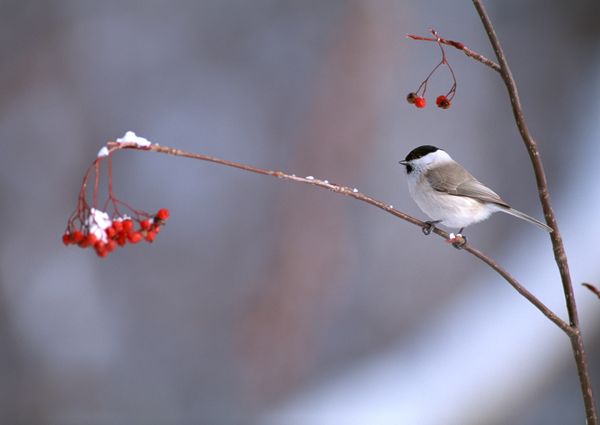 鸟类百科图片-动物图 可爱小鸟 尖尾 挂果的枝