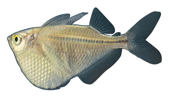 多彩鱼图片-动物图 大肚鱼 扁平 身体,饮食水果