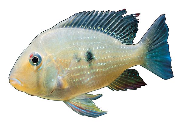 多彩鱼图片-动物图 特别 种类 鱼类,饮食水果,多