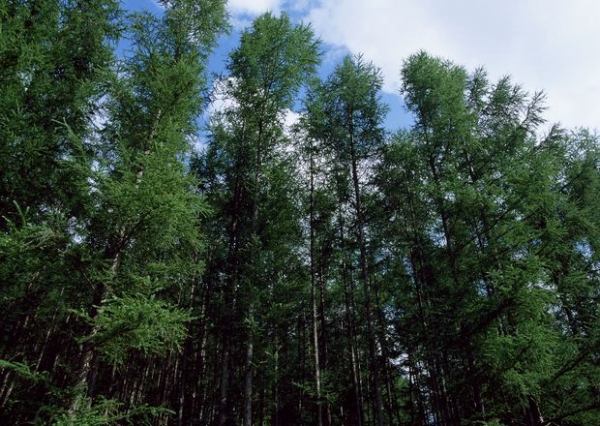 森林写照图片-自然风景图 种植业 植树 树木,自