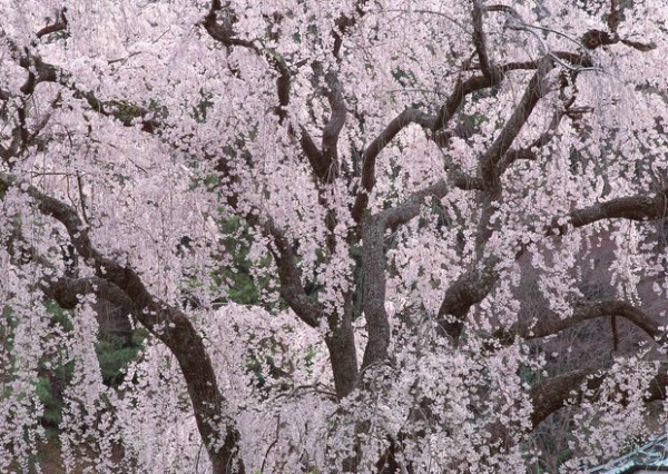 樱花与富士山图片-自然风景图 日本国花 日本特
