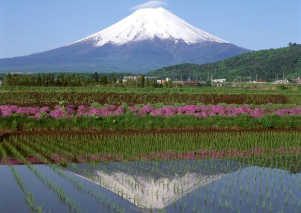 樱花与富士山图片-自然风景图