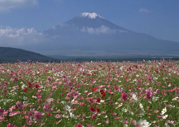 樱花与富士山图、自然风景图片,,