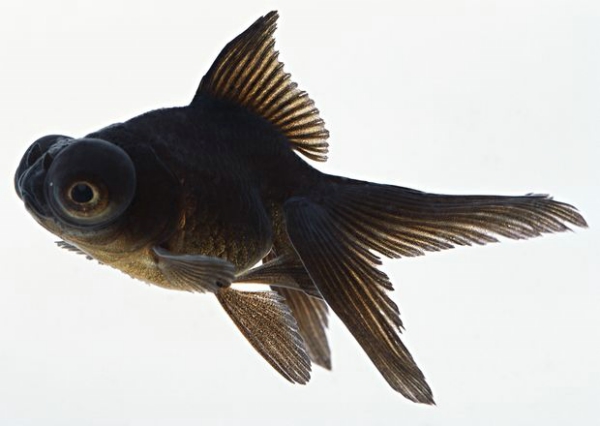 夏日物语图片-概念图片图一条黑金鱼,概念图片