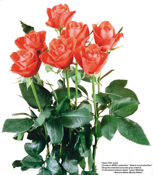 玫瑰花束图片-鲜花图 香艳 叶子 开花,鲜花,玫瑰