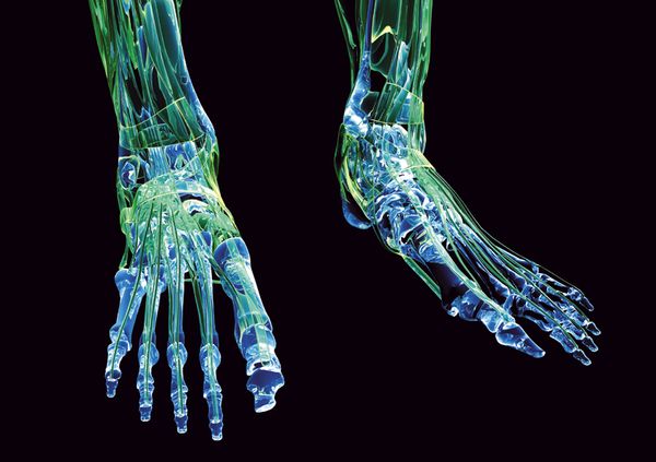 X光世界图片-科技图 脚骨 足部 骨头,科技,X光世