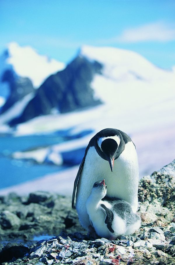 企鹅世界图片-动物图 冰雪世界,饮食水果,企鹅