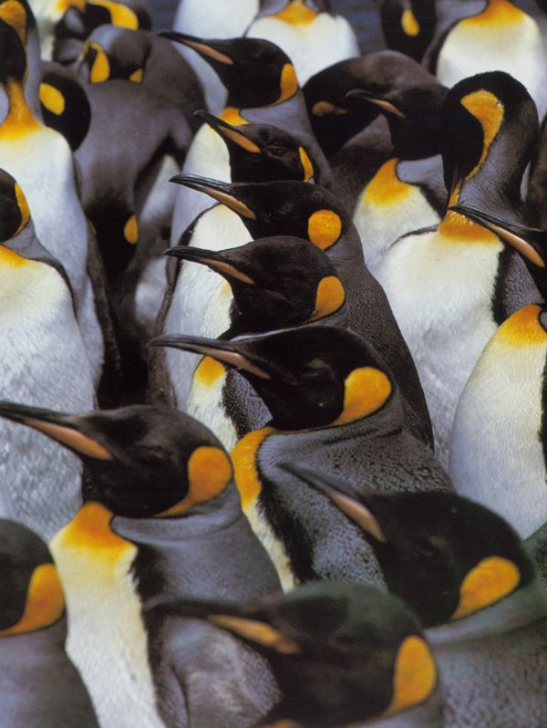 企鹅世界图、动物图片,Animal,Bird penguin wo