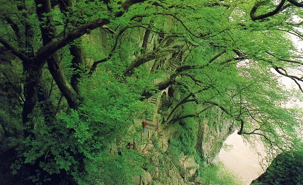 庐山 壁崖 悬树 生长,江西省图片-全国各省美景